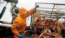 记者爆料帝王蟹视频,海洋珍馐的奢华诱惑